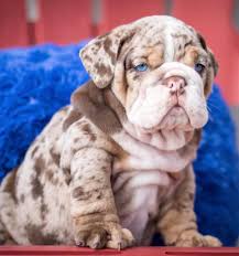 We have colors ranging from, grey, fawn, merle, cream, white and black brindle, pied english bulldog puppies for sale, love starts with a wet nose and ends with a tail. English Bulldog Puppies For Sale Savage Mn 293491