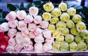 Maybe you would like to learn more about one of these? Wallpaper Flowers Roses A Lot Images For Desktop Section Cvety Download