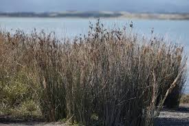 Image result for Juncus kraussii