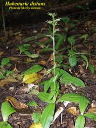 Image result for Habenaria disparilis
