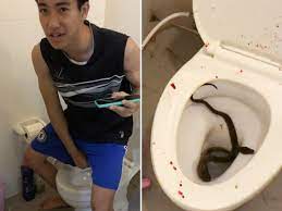 While going to use the amenities at a company in italy, he found a huge snake curled up in the toilet bowl. Man S Penis Bitten By 4 Foot Snake While Sitting On Toilet