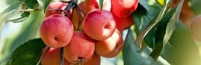 These are the only parts with the toxic cyanogenic glycosides. How To Grow And Care For Crab Apples Lovethegarden