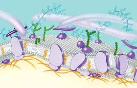 • the body is made up of about 200 different kinds of specialised cells such as muscle cells, nerve cells, fat cells and skin cells • all cells in the body come from stem cells • a stem cell is a cell that is not yet specialised • the process of specialisation is called differentiation • once. Cell Membrane Ppt Qs Bi Biology Junction
