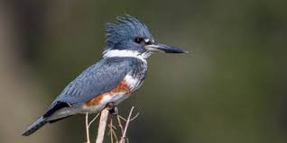 Backyard Birds Of Central Florida Central Florida Backyard Bird Identification Backyard Birds Bird Identification Bird