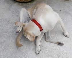 How long are dogs pregnant? How Long Does A Dog S Period Last