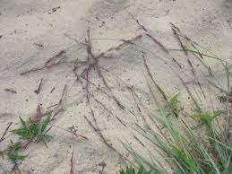 Image result for Eragrostis japonica