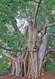 Image result for Ficus obliqua