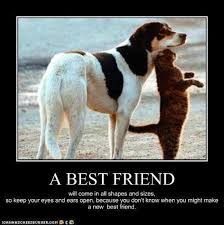 Looking for some great dog quotes? Cat Best Friend Quotes Quotesgram