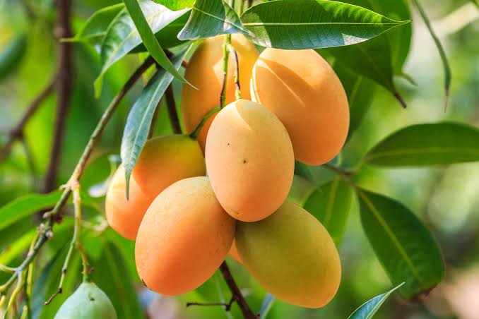 Mango Farming Beginner Guide | Greenlife | 2026 Update