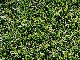 In its optimal growing zones, this tough grass can deliver a beautiful, dense lawn with very little input from you. Why Choose Crowne Zoysia Turfgrass