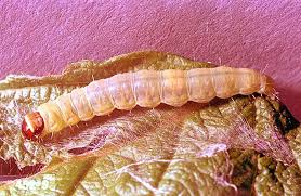 Image result for Archips rosanus