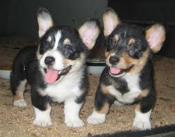 Black And Tan Corgi Mix Corgi Puppies I Will Have One Cardigan Welsh Corgi Puppies Corgi Puppy Corgi