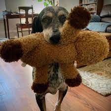 Dog Dogsofinstagram Dogs Puppy Instadog Dogstagram Love Pet Cute Doglover Dogoftheday Instagram Of Pets Doglov Bluetick Coonhound Coonhound Dogs