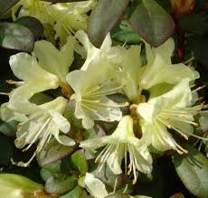 Rhododendron Princess Anne Dwergrhododendron Kopen Princess Anne Rhododendron Princess