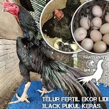 Menjual ayam bangkoks berbagai size dan tipe.terimakasih. Harga Ayam Bangkok Ekor Lidi Terbaru Agustus 2021 Biggo Indonesia