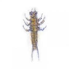 The Coyote and the Prairie Dog