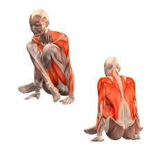 Scale Pose Lotus Variation Tolasana Yoga Poses Yoga Com Lotus Pose Poses Scale Tolasana Variation Yoga Yo Yoga Anatomy Yoga Muscles Yoga Asanas