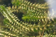 Image result for Hydrocharitaceae