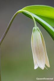 Image result for Colchicaceae