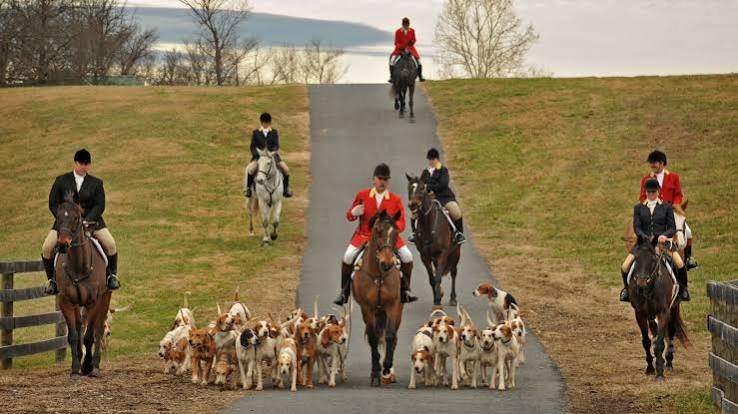The Howard County-Iron Bridge Hounds carry on a centuries-old fox-chasing tradition – Baltimore Sun