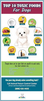 Food That Are Toxic To Dogs 10 Foods To Avoid
