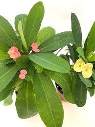 Image result for Euphorbia pfeilii