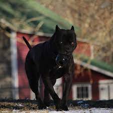 Check spelling or type a new query. Pin Von Onlyladyfate Auf Prague Beauty Black Pitbull Husky Hund Husky Hunde