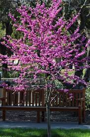 Growing purple flowering plants and trees near residential complexes gives them a scenic look. Practical Spring Flowering Trees Look For Compact Versions Of Redbud As Shown Here Spring Flowering Trees Flowering Trees Redbud Tree