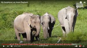 When it comes to baby elephants, pictures are simply not enough! Bring The Elephant Home En