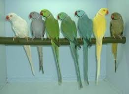 Blue Bird With White Ring Around Neck Psittacula Krameri Pet Birds Unusual Animals Pretty Birds