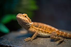 What is the maximum size of a bearded dragon? Climate Change Is Making These Lizards Dumber