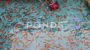 I am showing you some of beautiful cobra guppy from my farm, if you have any question please do comment bellow, i will help you as far as i know. Many Beautiful Colorful Guppy Fish In Th Stock Video Pond5
