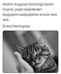 kedilere nankor demeyin nazli deyin kedi hayvan haklari ernest hemingway