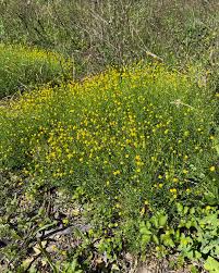 Image result for Rumex sagittatus