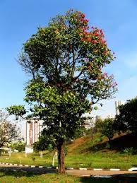 Image result for Triplaris