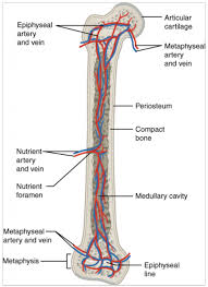 Mature compact bone is structurally layered or lamellar. 10 3 Bone Structure Fundamentals Of Anatomy And Physiology