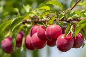 Velg blant mange lignende scener. Types Of Fruit Trees With Pictures With Self Pollinating Types