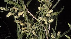 Image result for Acacia rovumae