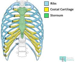 It could also be something minor like a muscle spasm. The Ribs Rib Cage Articulations Fracture Teachmeanatomy