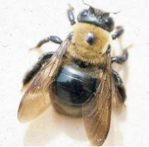This drilling will many times create a sawdust by product which can leak down siding giving the appearance of droppings or bee feces. How Do You Get Rid Of Carpenter Bees Lopco Contracting Ri