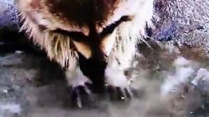 For other uses, see lamp (disambiguation). Watch Devastating Moment A Raccoon Drops His Candy Floss In A Puzzle Metro News