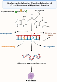 Mechanistic Insights and Pharmacological Approaches for Nitrogen and Sulfur  Mustards and Their Implications as Therapeutic Agent