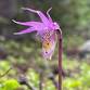 Orchids!? In Colorado?? - MRS guided walk