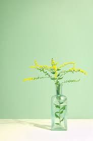 Nature Botanical Art Photograph Goldenrod Flower Quotes Botanical Art Colorful Flowers