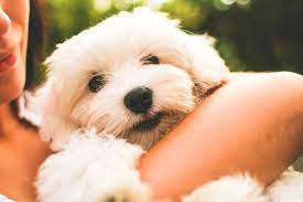 Ich bin auch in der glücklichen lage, mein leben mit einem hund teilen zu dürfen und habe die entscheidung, hunde zu halten, bisher noch nie. Haustiere Pro Contra Liste Vor Und Nachteile