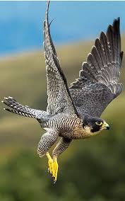 Sei la da um google kk. Halcon Peregrino Peregrine Falcon Wanderfalke Peregrinus Faucon Pelerin Peregrine Falcon Beautiful Birds Pet Birds