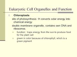 Check spelling or type a new query. Biology 12 Cell Structure And Function Review Section 7 2 Figure 7 5 Plant And Animal Cells Go To Section Animal Cell Nucleus Nucleolus Cell Membrane Ppt Download