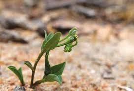 Image result for Monadenium torrei