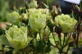 Browse the user profile and get inspired. Green With Envy Rob Somerfield Roses