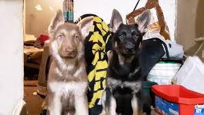 I will not respond to emails and i cannot disable that function. German Shepherd Puppies For Sale Hartstown Pa 297765